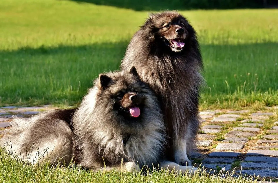 what kind of dog toys does a keeshond like