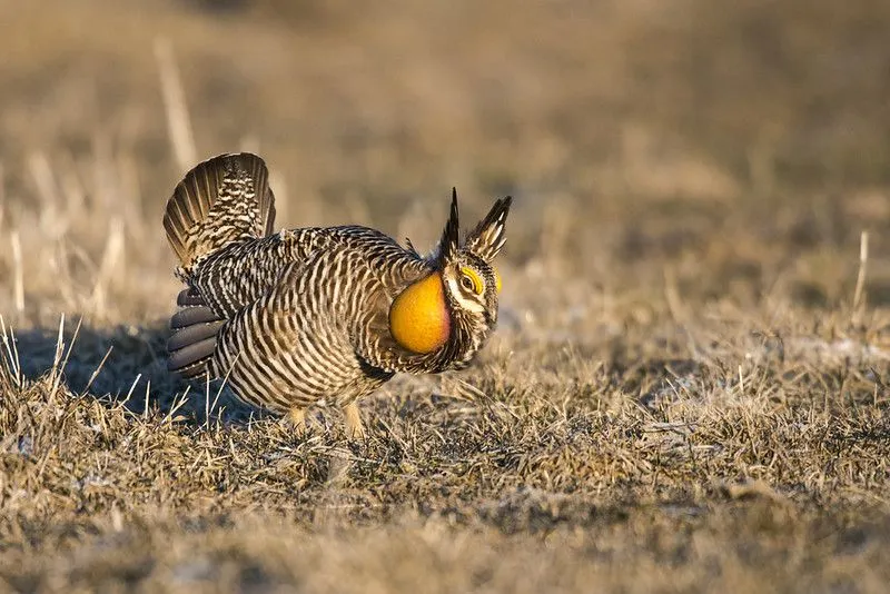 There are so many fun Prairie Chicken facts to read! How many of them do you know?