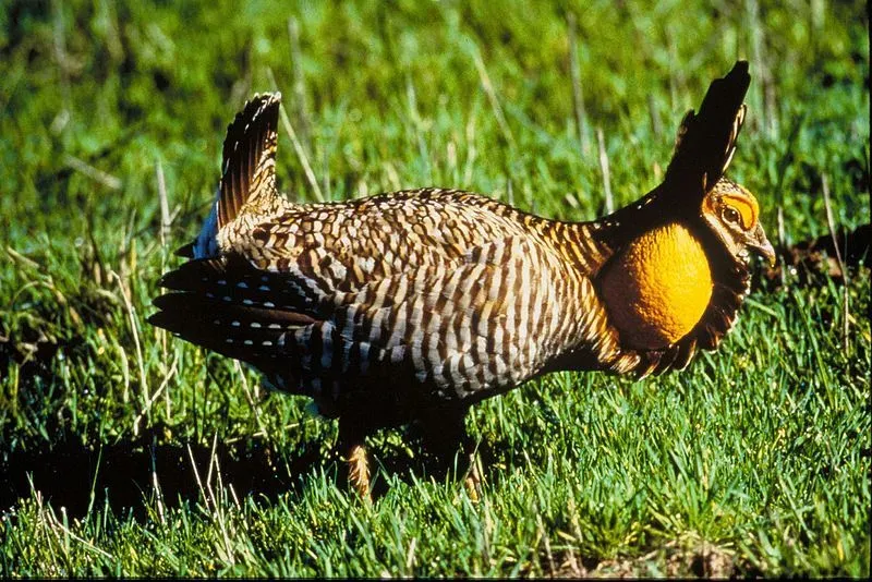 The Greater Prairie Chickens are declining in numbers and need conservation efforts.