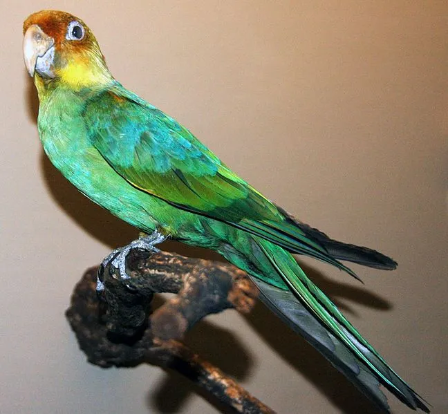 Carolina Parakeets are now an extinct species of bird.