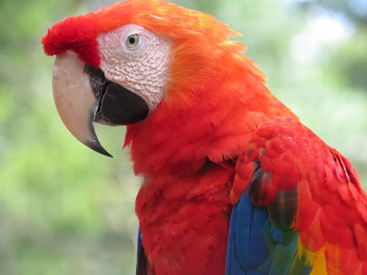 Fun Scarlet Macaw Facts For Kids
