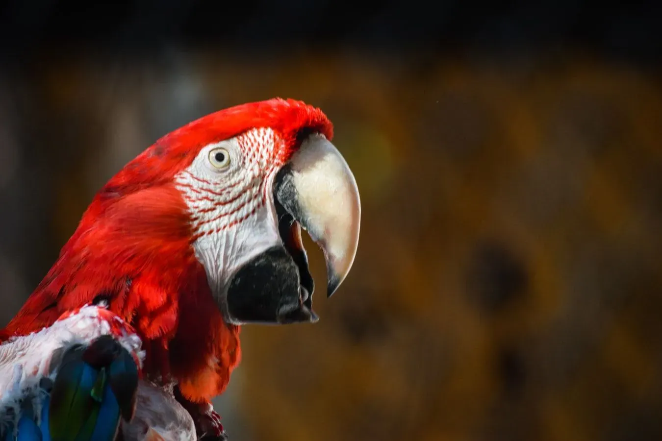 Scarlet macaw parrot is an endangered bird species.