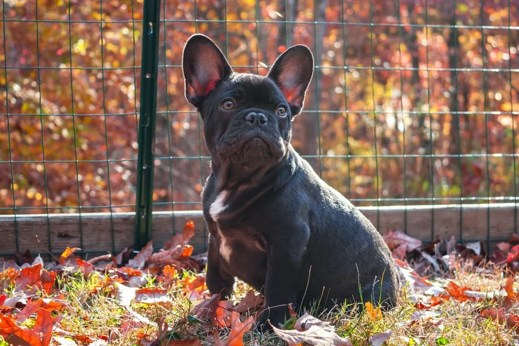 These amazing Frenchton facts that will make you want one.