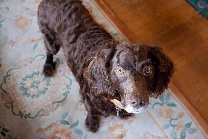 Boykin Spaniel is found in various regions of United States.