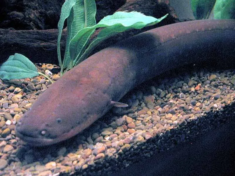 Electric eel facts about the freshwater fish