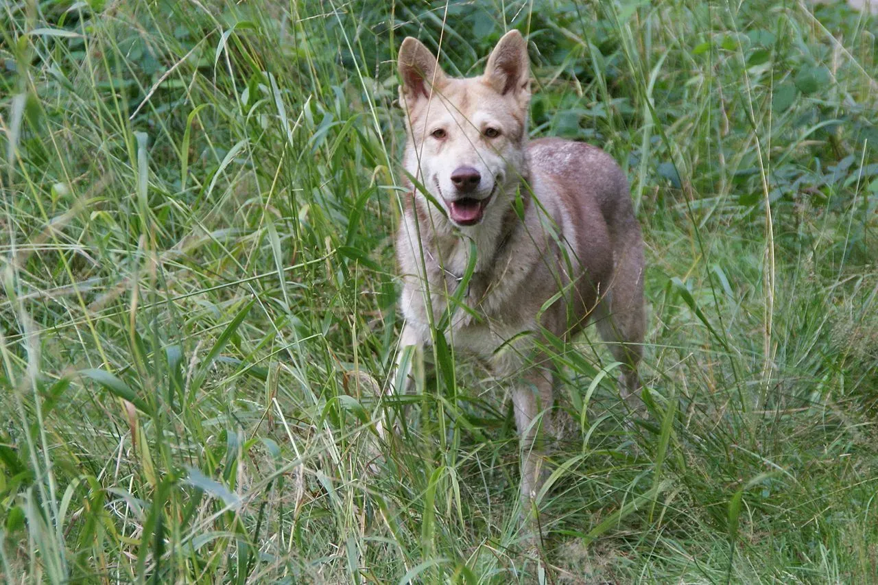 Facts on German Shepherd Wolf Mix who looks like a wolf-like cute fluffball.