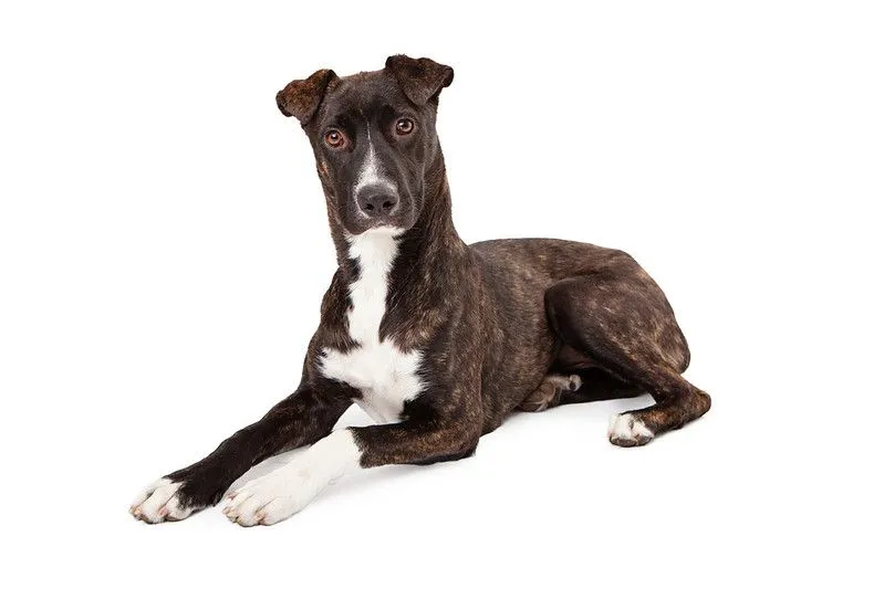 Mountain cur facts about the strong-willed breed of dogs.