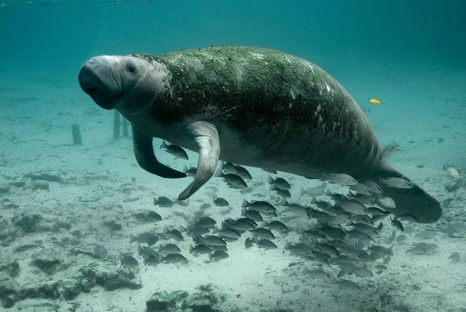 A Steller's sea cow could weigh up to 8000 kg.