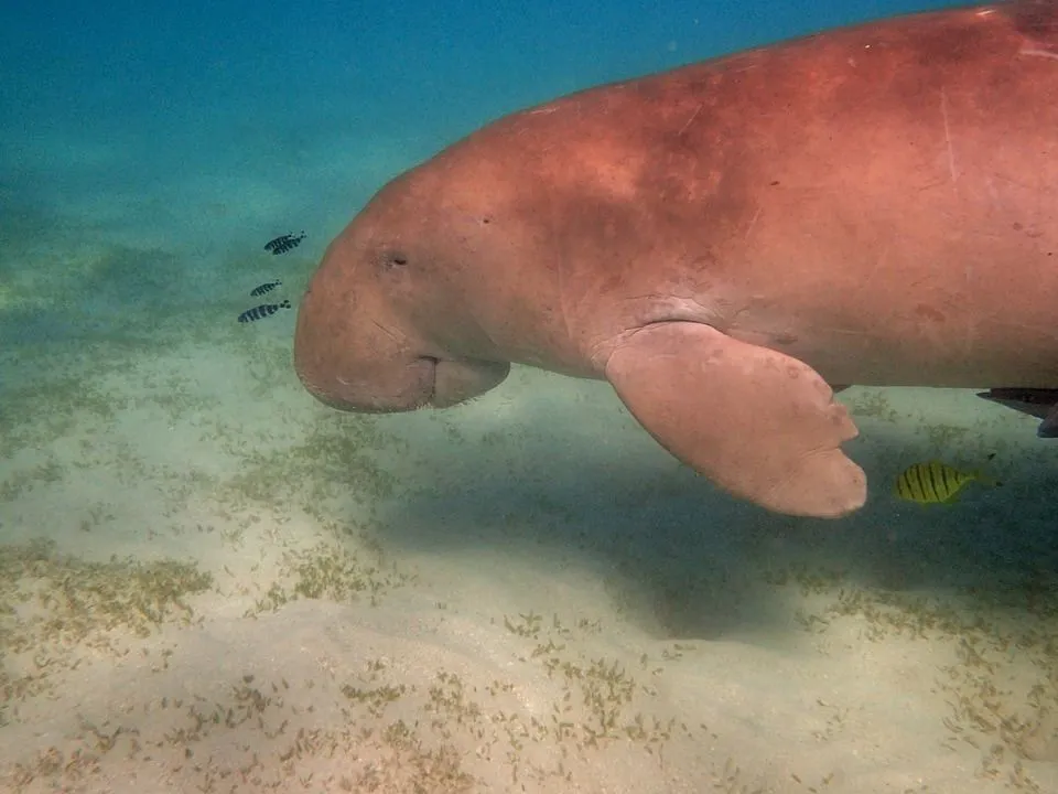 Dugong dugon are closely related to elephants.
