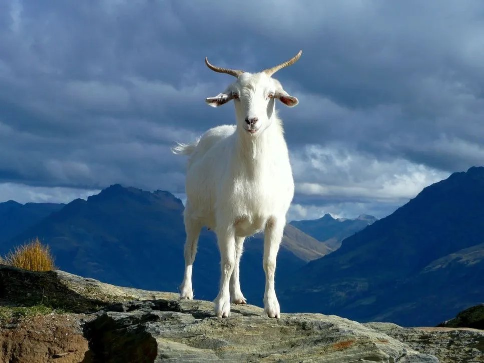 Mountain goats are found in rocky mountains