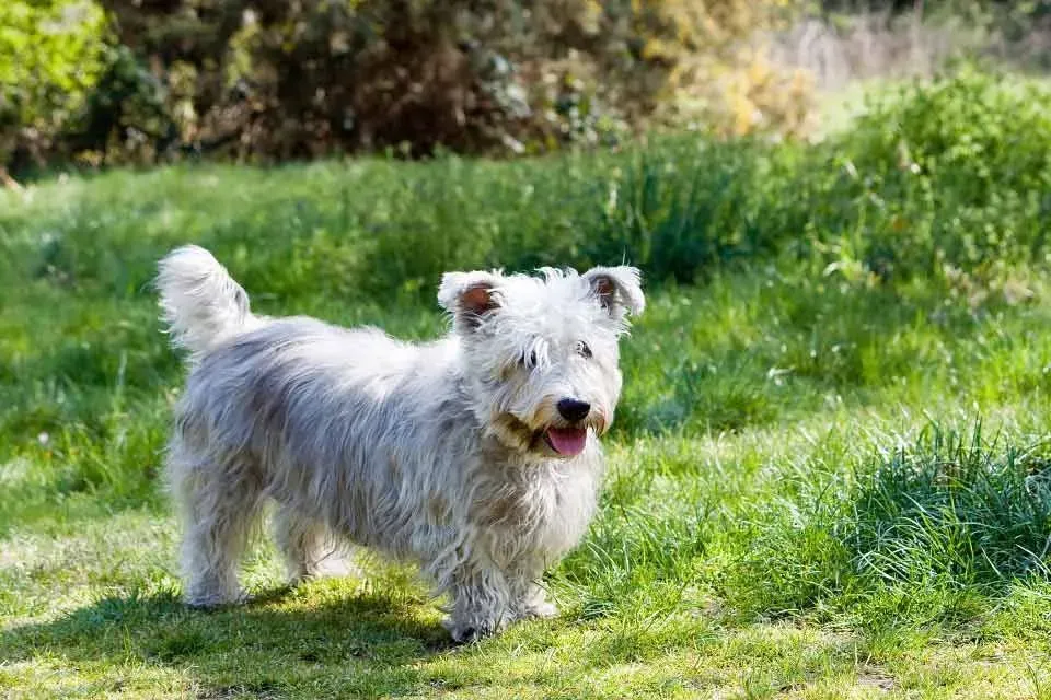 The Glen of Imaal Terrier is a small dog also well known as a dwarf dog, Glen or Glennie.