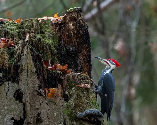 Pileated Woodpecker is a crow sized north American bird.