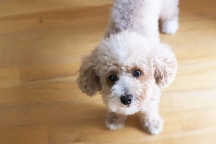 what is the average litter size for a toy poodle