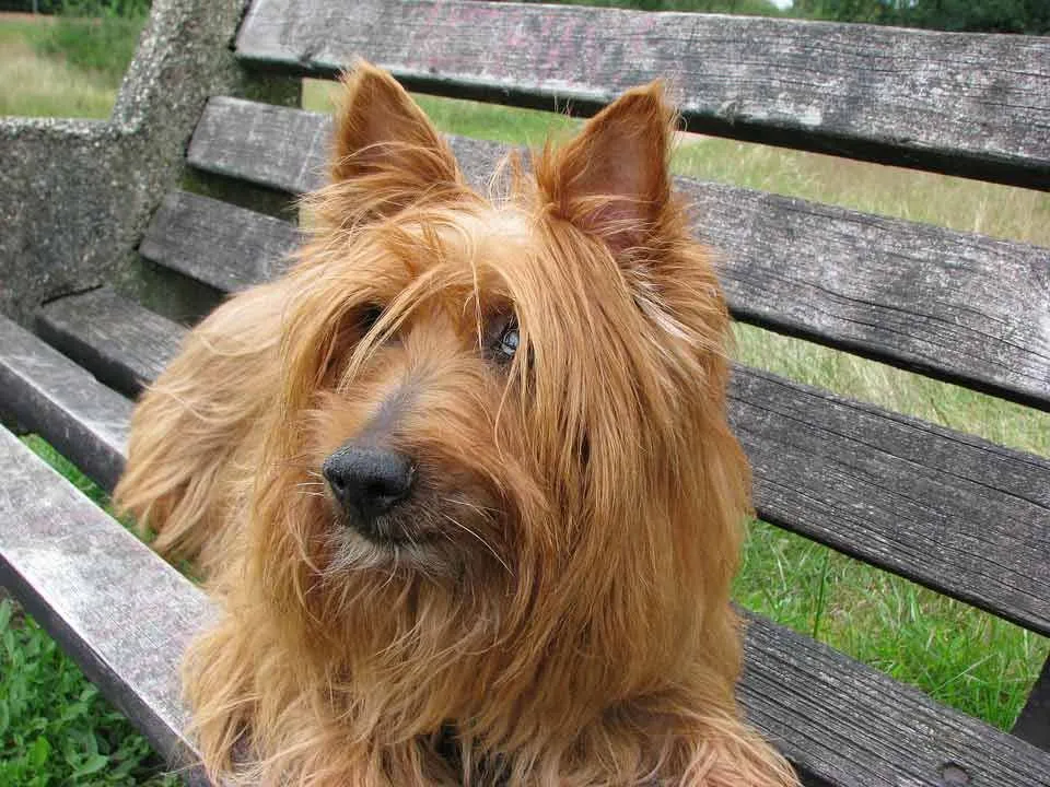 Pawfect Facts About The Australian Terrier Kids Love