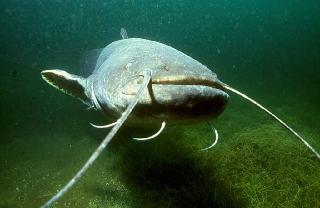 Wels catfish facts about one of the most fascinating yet the scariest wonders of nature.