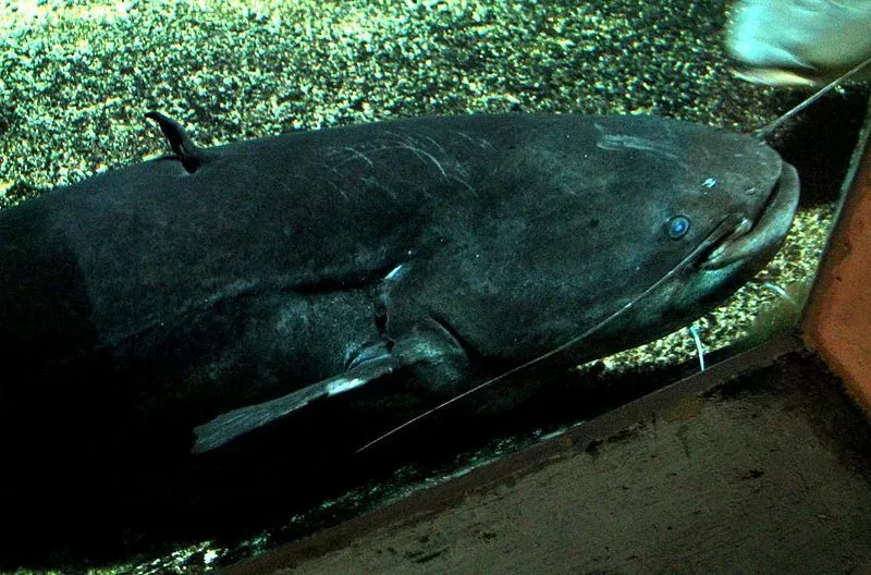 The wels catfish is the largest freshwater fish.