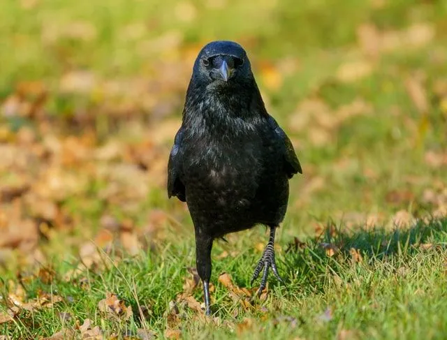 Fun Carrion Crow Facts For Kids