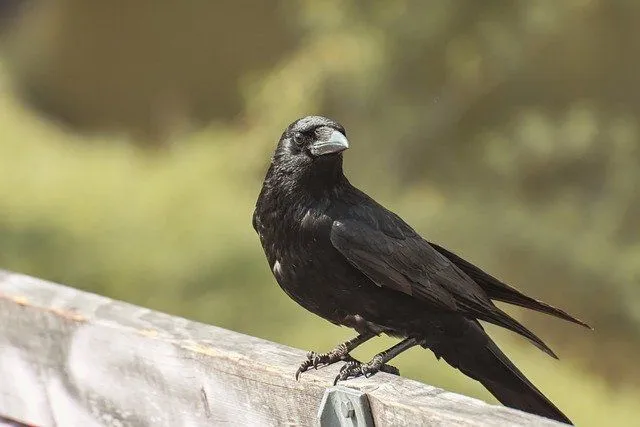 A rook and a raven is similar to the carrion crows.