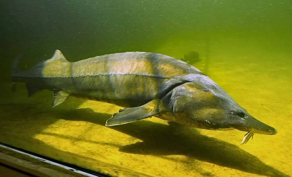 Sturgeon facts include information about their migration.