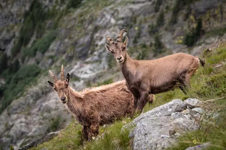 Capra ibex are generally wild goats