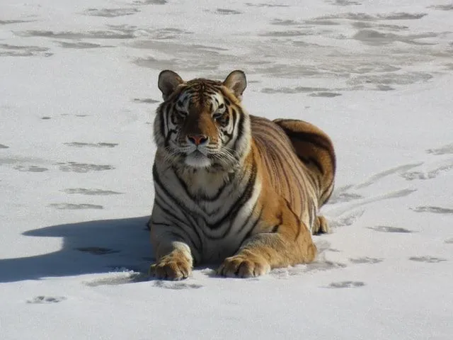 The Siberian tiger size makes it the largest tiger in the world.