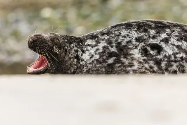 Leopard seal facts that kids will love.