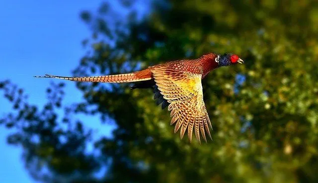 pheasant in flight