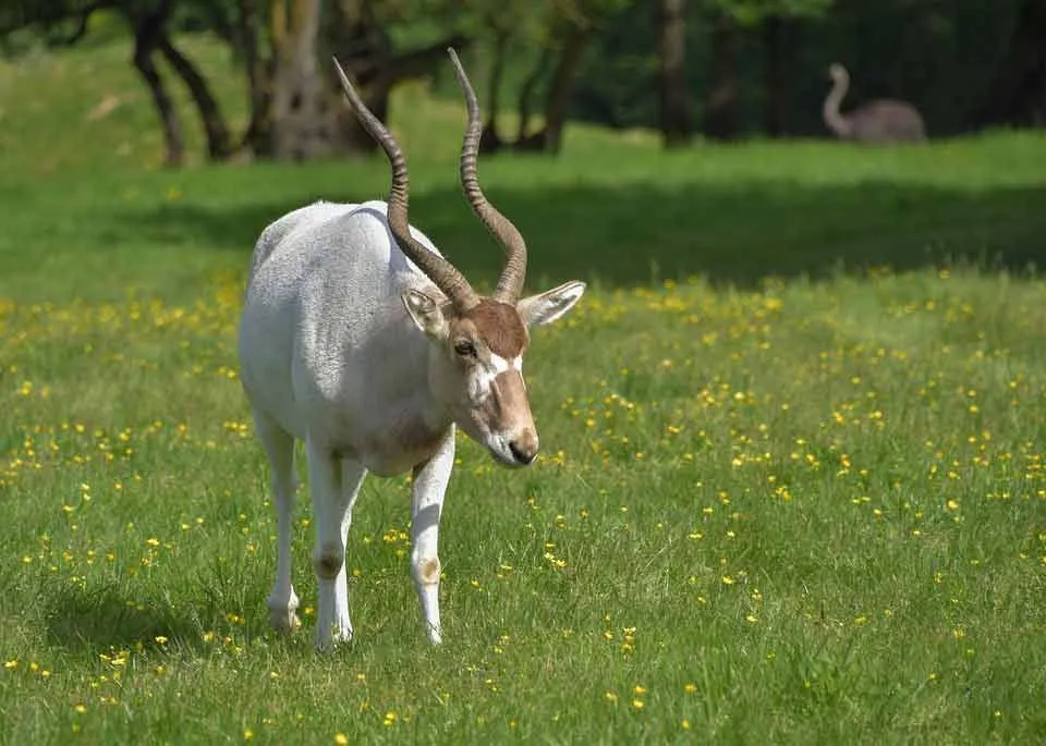 Addax facts are very interesting.