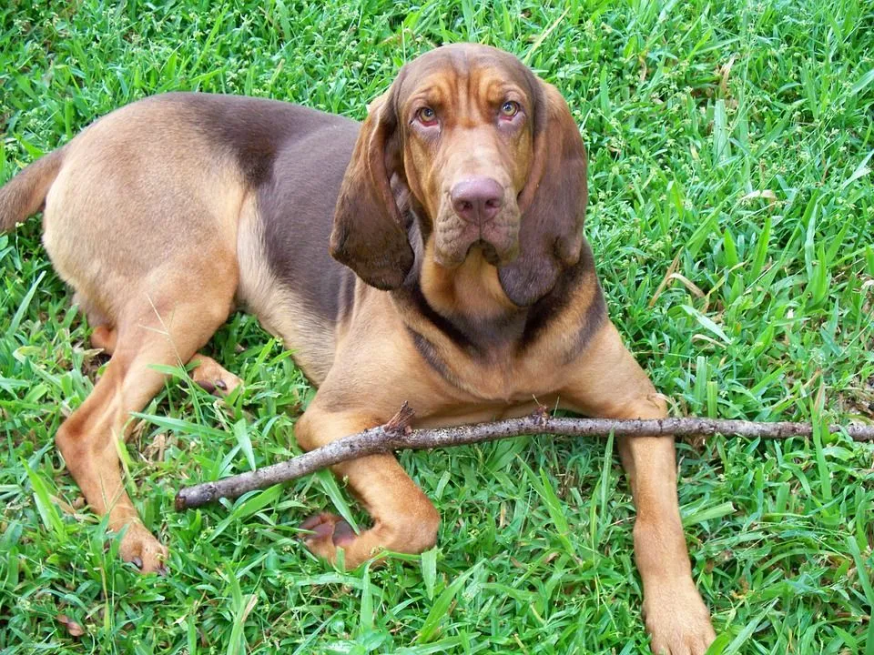 A bloodhound dog requires intense training.