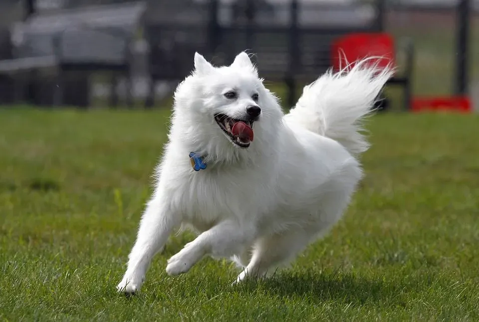 Pawfect Facts About The Eskimo Dog Kids Will Love