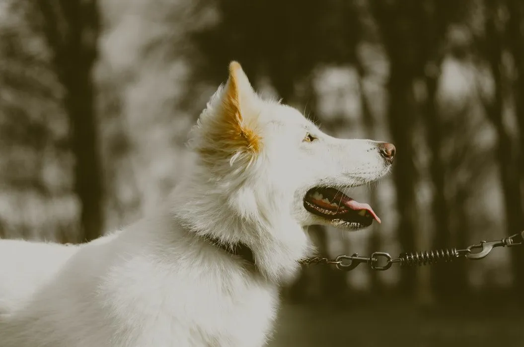 Eskimo dog breed comes as toy, miniature, and standard in the United States.
