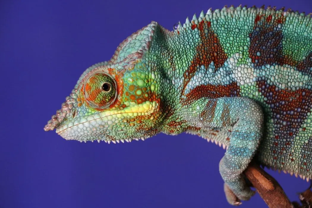 More than half species of chameleon live in Madagascar.