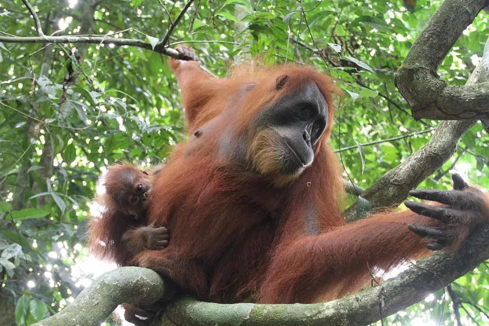 Fun Sumatran Orangutan Facts For Kids