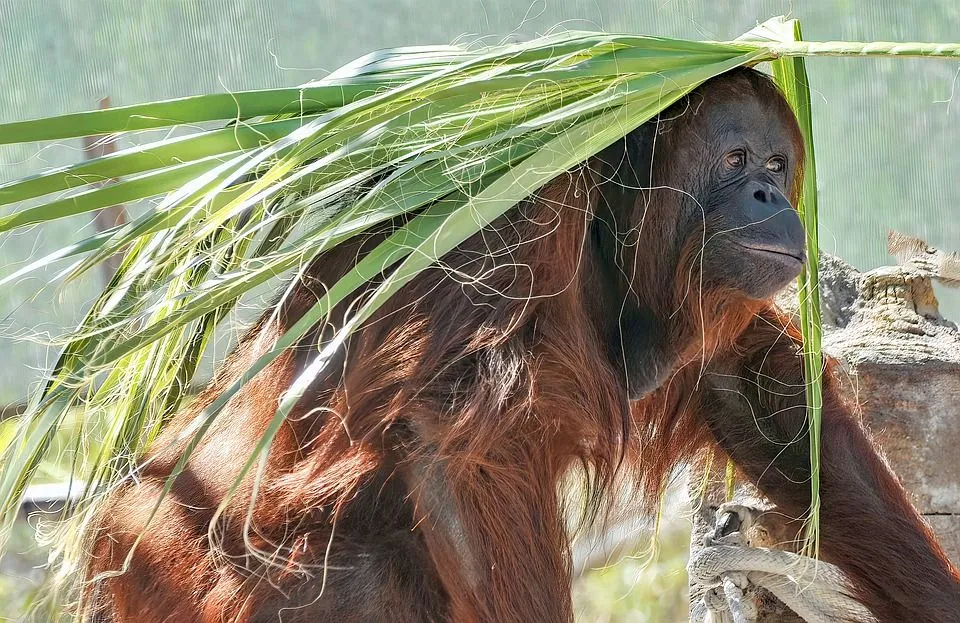 A Sumatran orangutan has orange hair.
