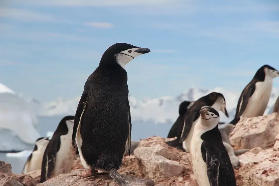 Find interesting chinstrap penguin habitat facts here.