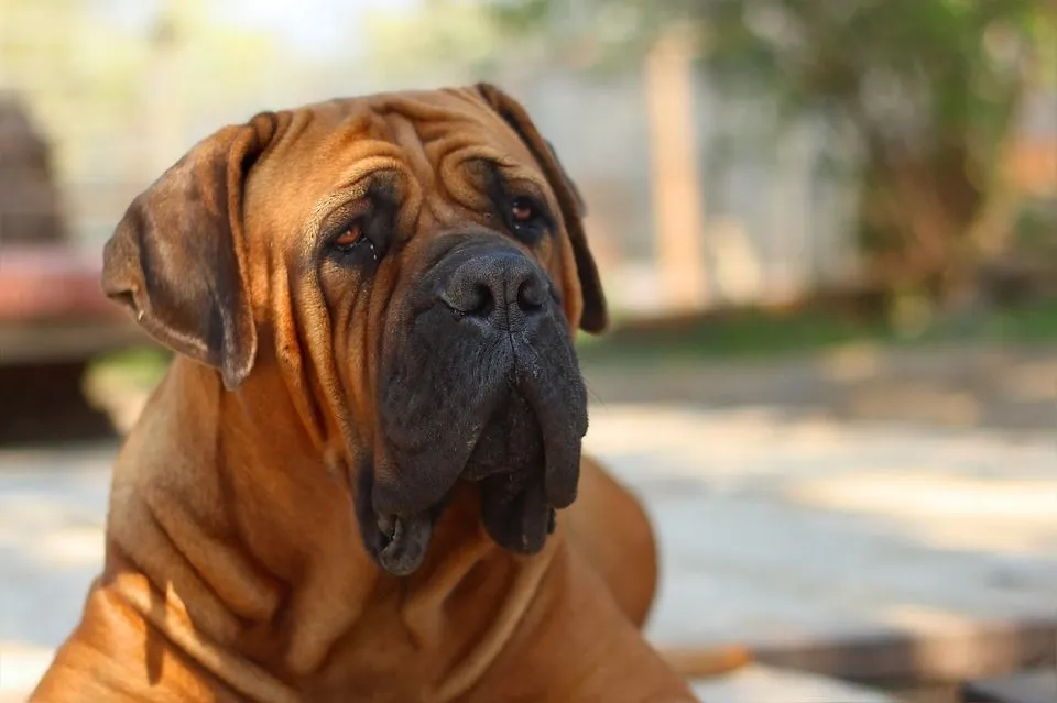 Pawfect Facts About The Boerboel Dog Kids Will Love