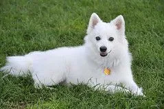 can american eskimo dogs live in hot weather