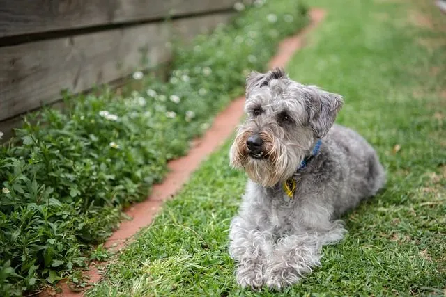 Pawfect Facts About The Schnoodle Kids Will Love