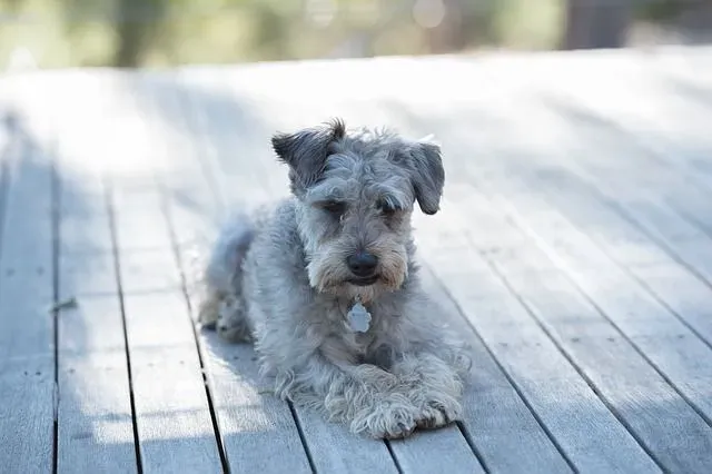 Schnoodle facts help us know more about the cute canine.