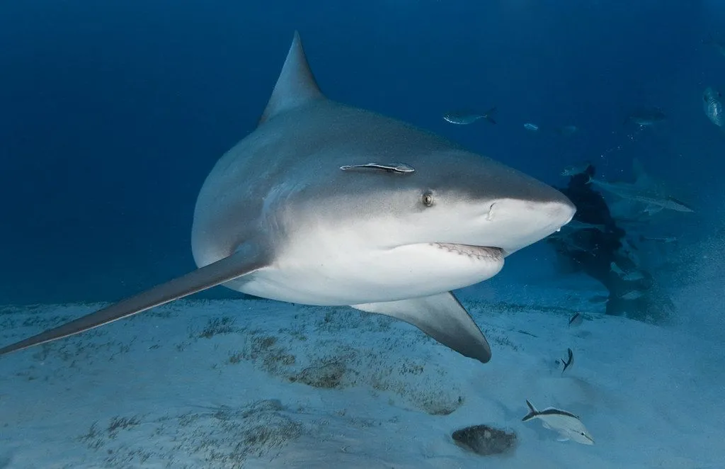 15 Fin-tastic Facts About The Bull Shark For Kids