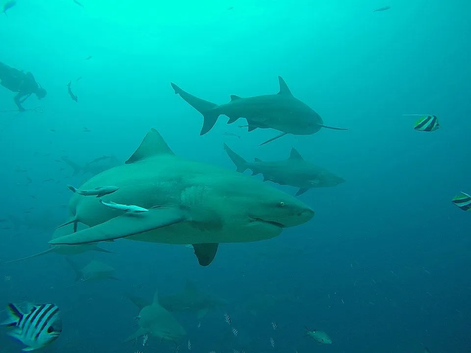 Bull sharks can be aggressive.