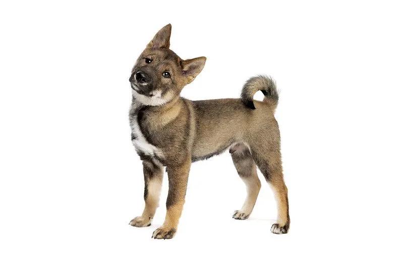 what kind of dog is a shikoku