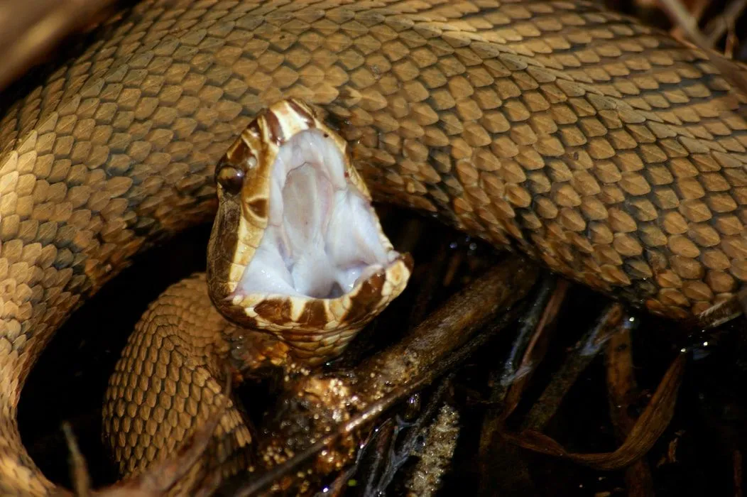 Cottonmouth snake feeds on small turtles, baby alligators, and birds.