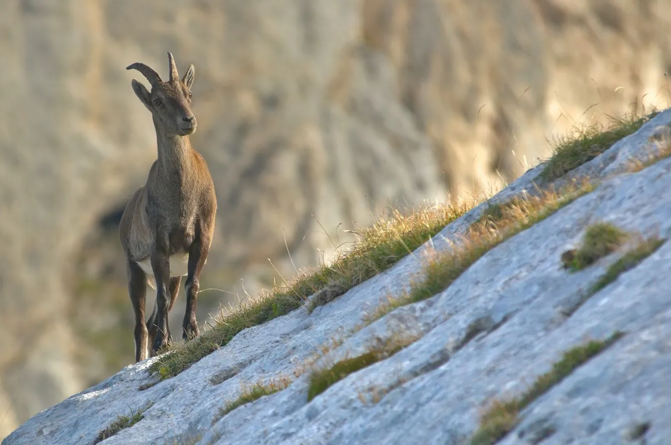 Pyrenean ibex resemble goats with sharp horns.
