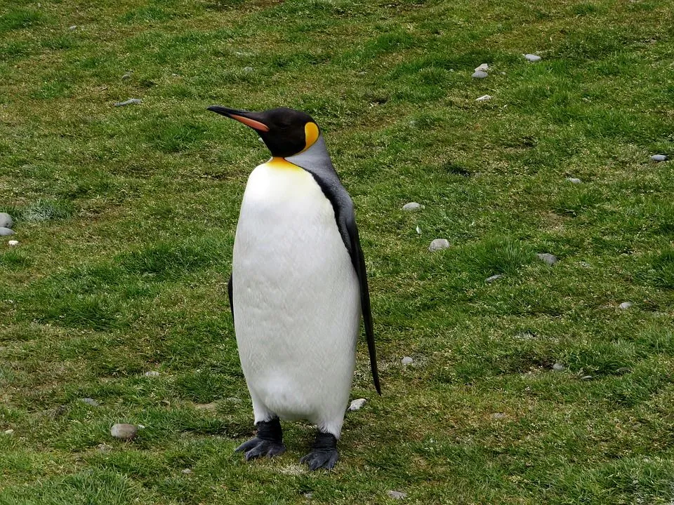 King penguin have an orange mark on their bodies and stay in colonies.