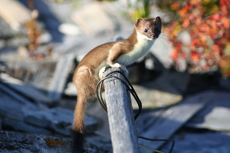 Stoat animal preys on rabbit, mice, hare, possums and insects.