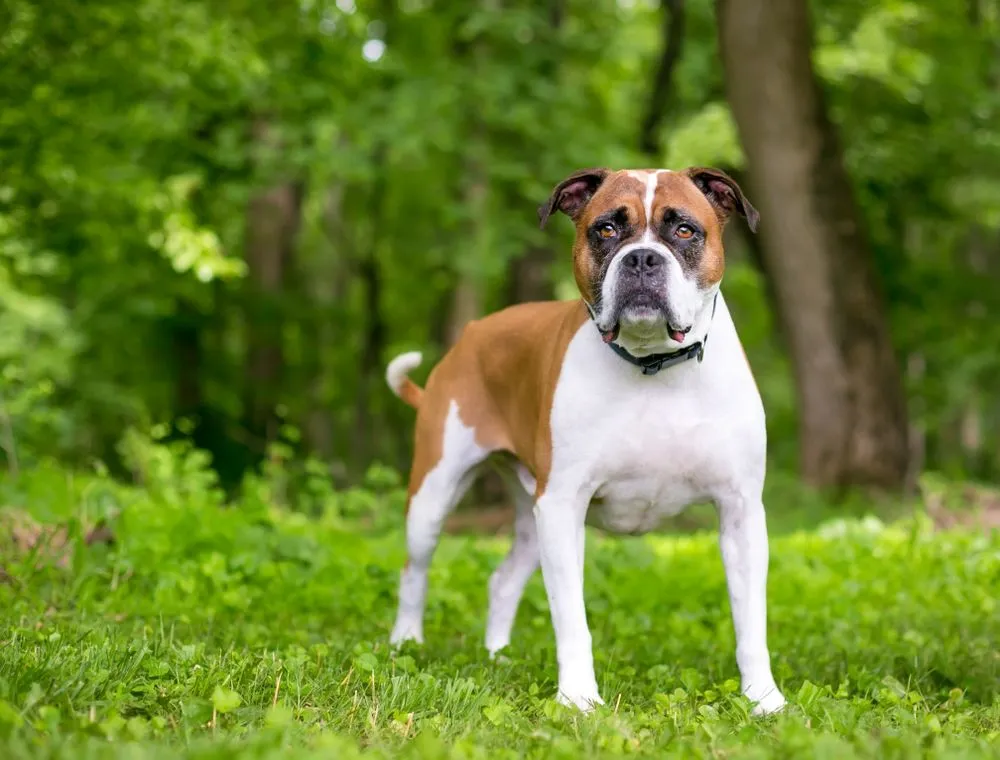 Boxer bulldog can suffer from some basic health problems.