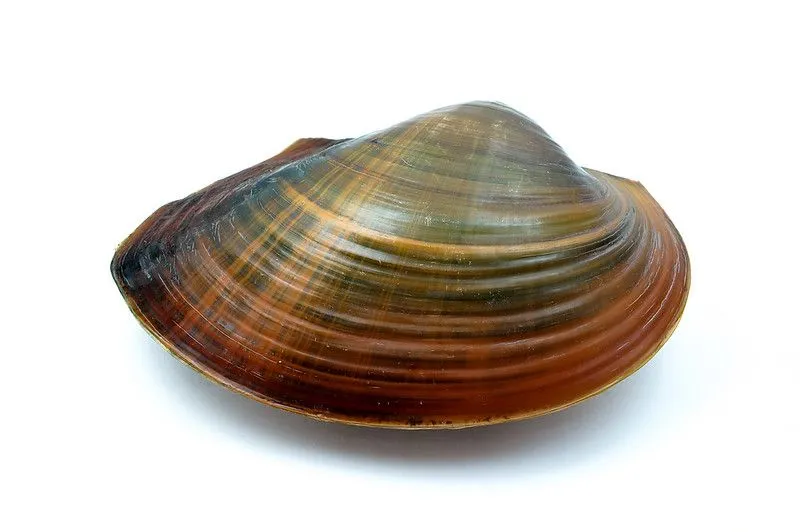 Find edible freshwater mussels facts for food lovers here.
