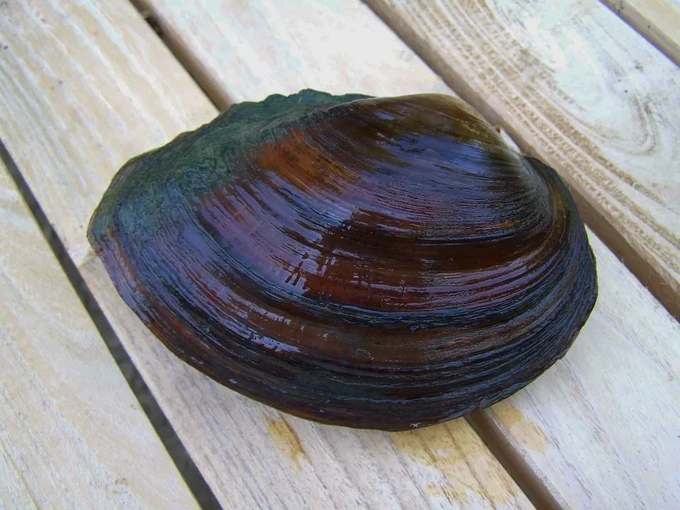 Discover freshwater mussels facts about the endangered species.