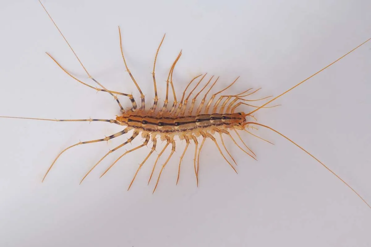 6071dab5ac0978cd11ad3ac9 house centipede facts illustrate the beauty of these little creatures 8d3c178a87